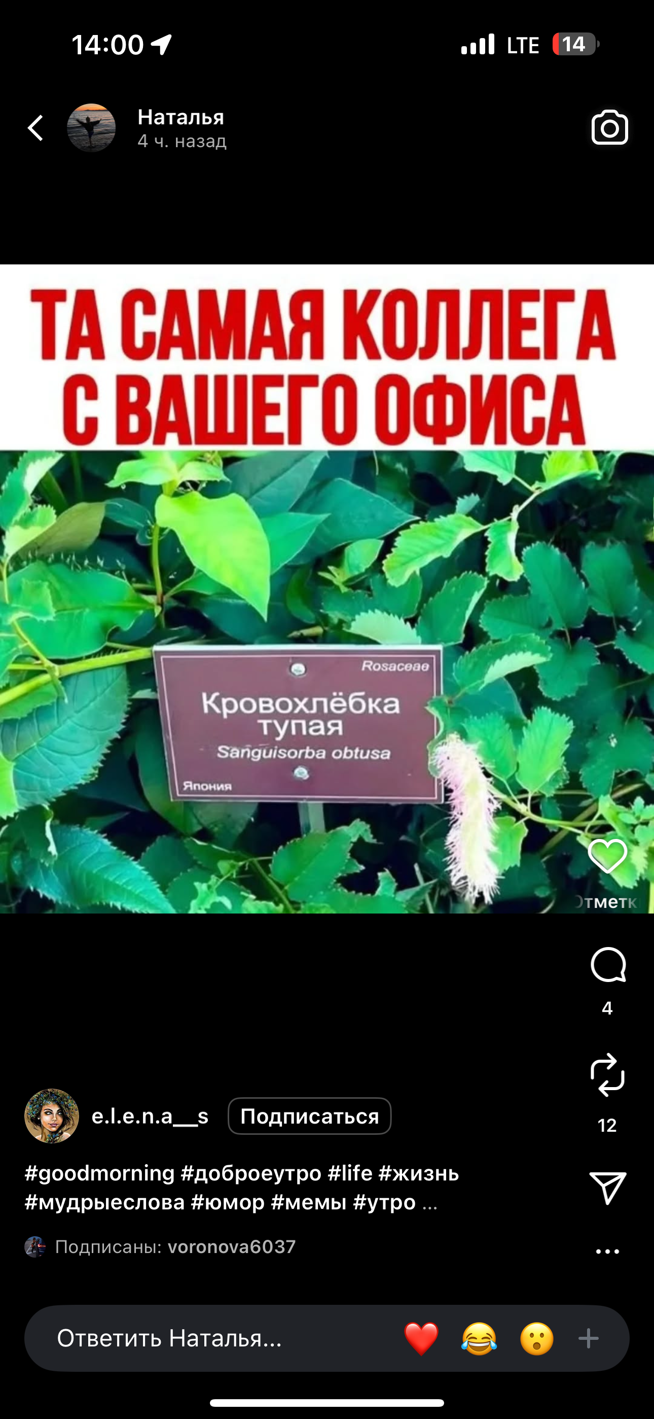 ТА САМАЯ КОЛЛЕГА С ВАШЕГО ОФИСА
Кровохлебка тупая
Sanguisorba obtusa
Япония