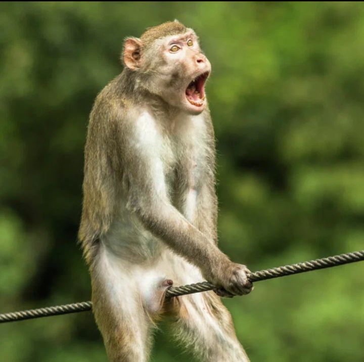 Обезьяна на верёвке с открытым ртом