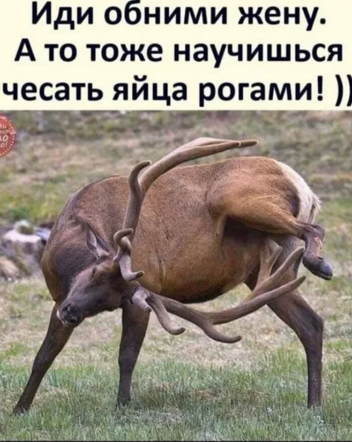 Иди обними жену. А то тоже научишься чесать яйца рогами! ))