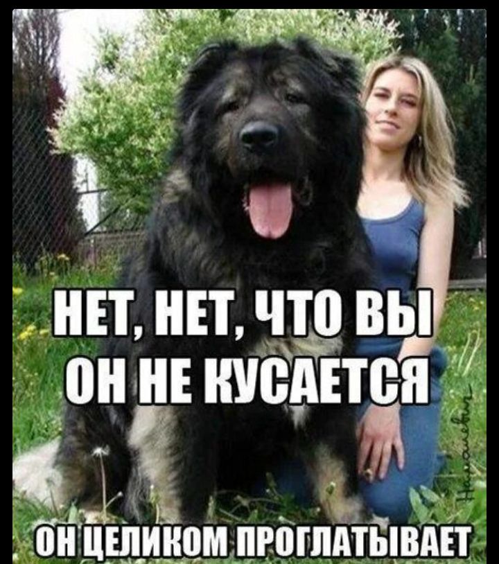 НЕТ, НЕТ, ЧТО ВЫ, ОН НЕ КУСАЕТСЯ, ОН ЦЕЛИКОМ ПРОГЛАТЫВАЕТ