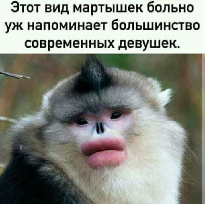 Этот вид мартышек больно уж напоминает большинство современных девушек.