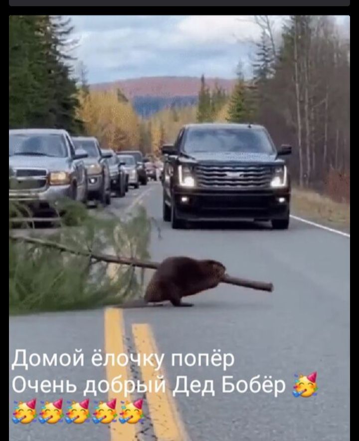 Домой ёлочку попёр Очень добрый Дед Бобёр 🥳🎉🎉🎉🎉
