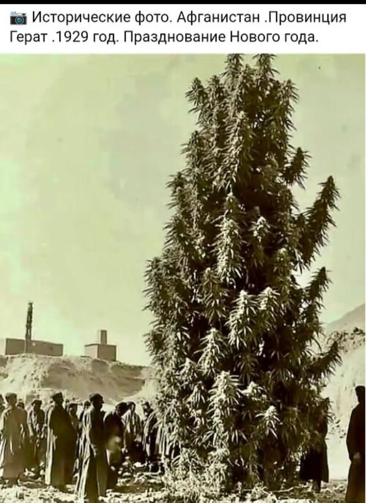 Исторические фото. Афганистан . Провинция Герат . 1929 год. Празднование Нового года.