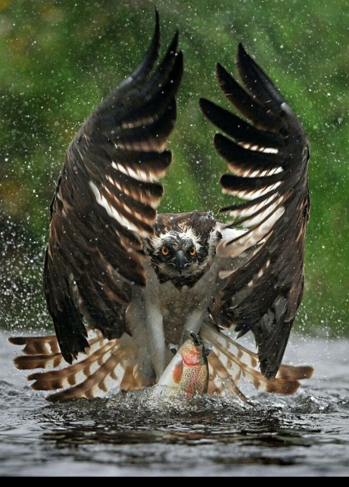 Орел ловит рыбу над водой, крылья расправлены, вода разбрызгивается
