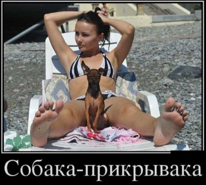 Собака-прикрывака