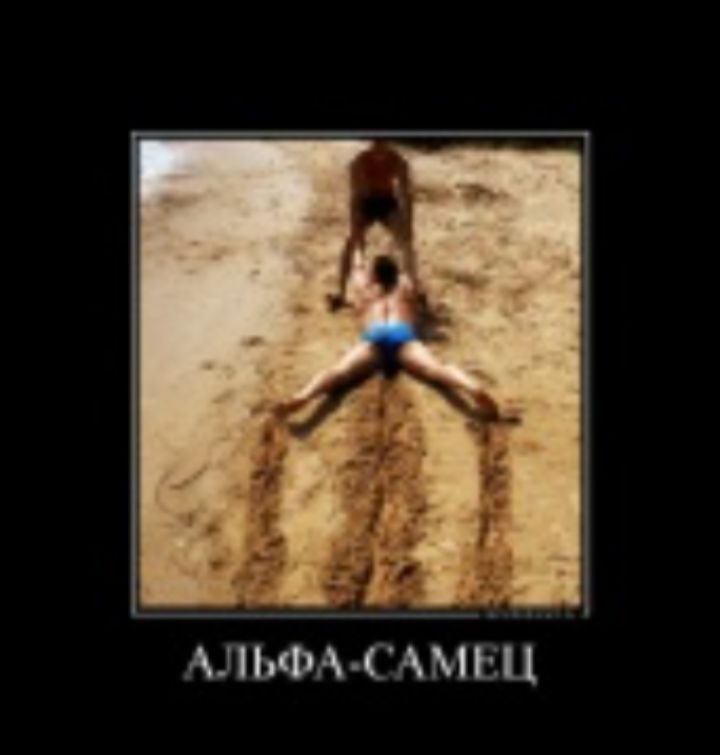АЛЬФА-САМЕЦ