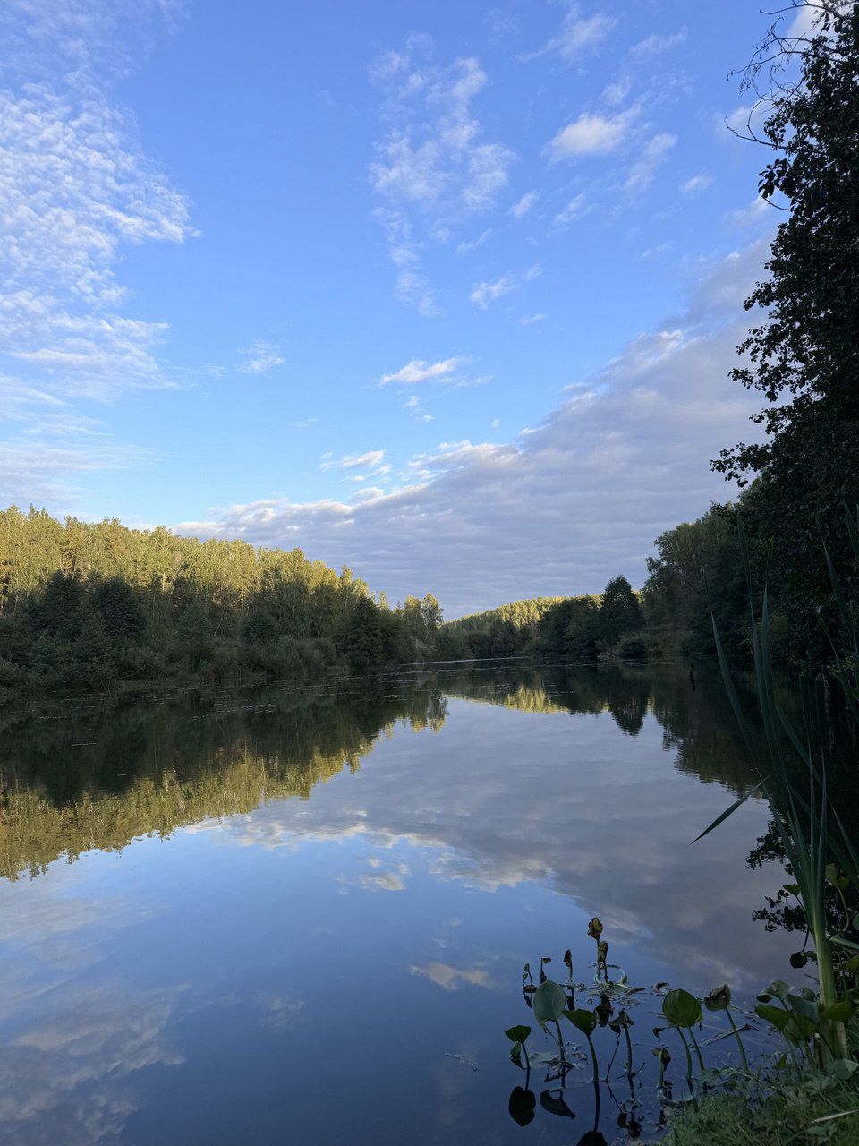 Спокойная река или озеро в лесу с ясным небом и отражением облаков на воде