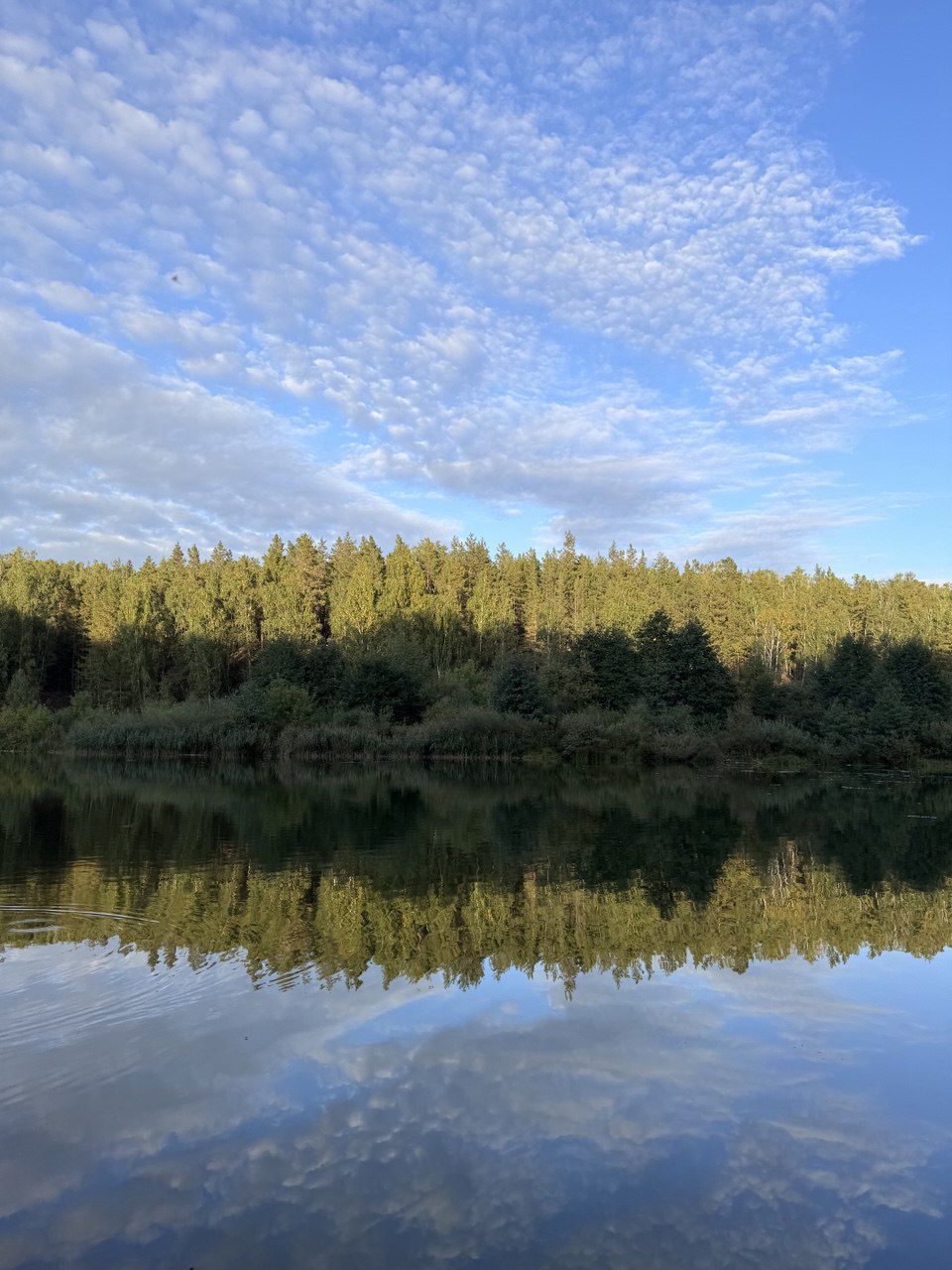 Красивое озеро с отражением неба и леса
