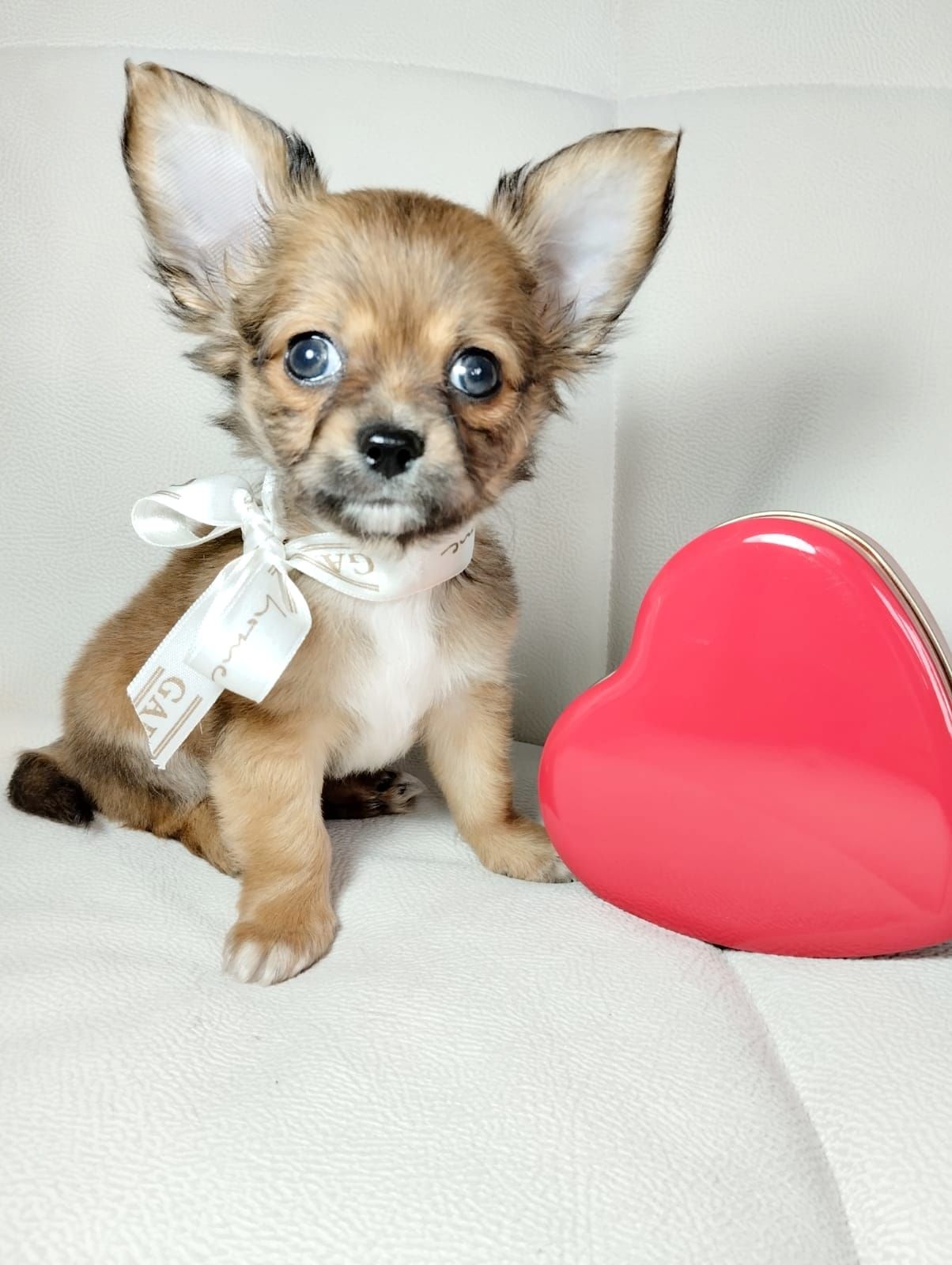 Щенок чихуахуа с белой лентой и розовым сердцем.