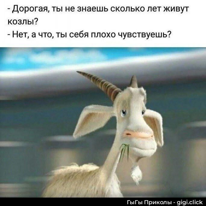 - Дорогая, ты не знаешь сколько лет живут козлы?
- Нет, а что, ты себя плохо чувствуешь?