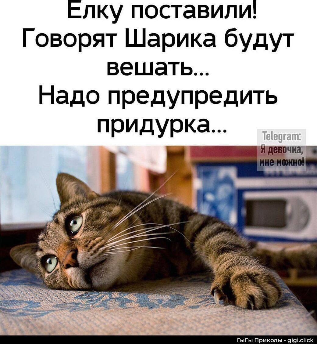 Елку поставили! Говорят Шарика будут вешать... Надо предупредить придурка...