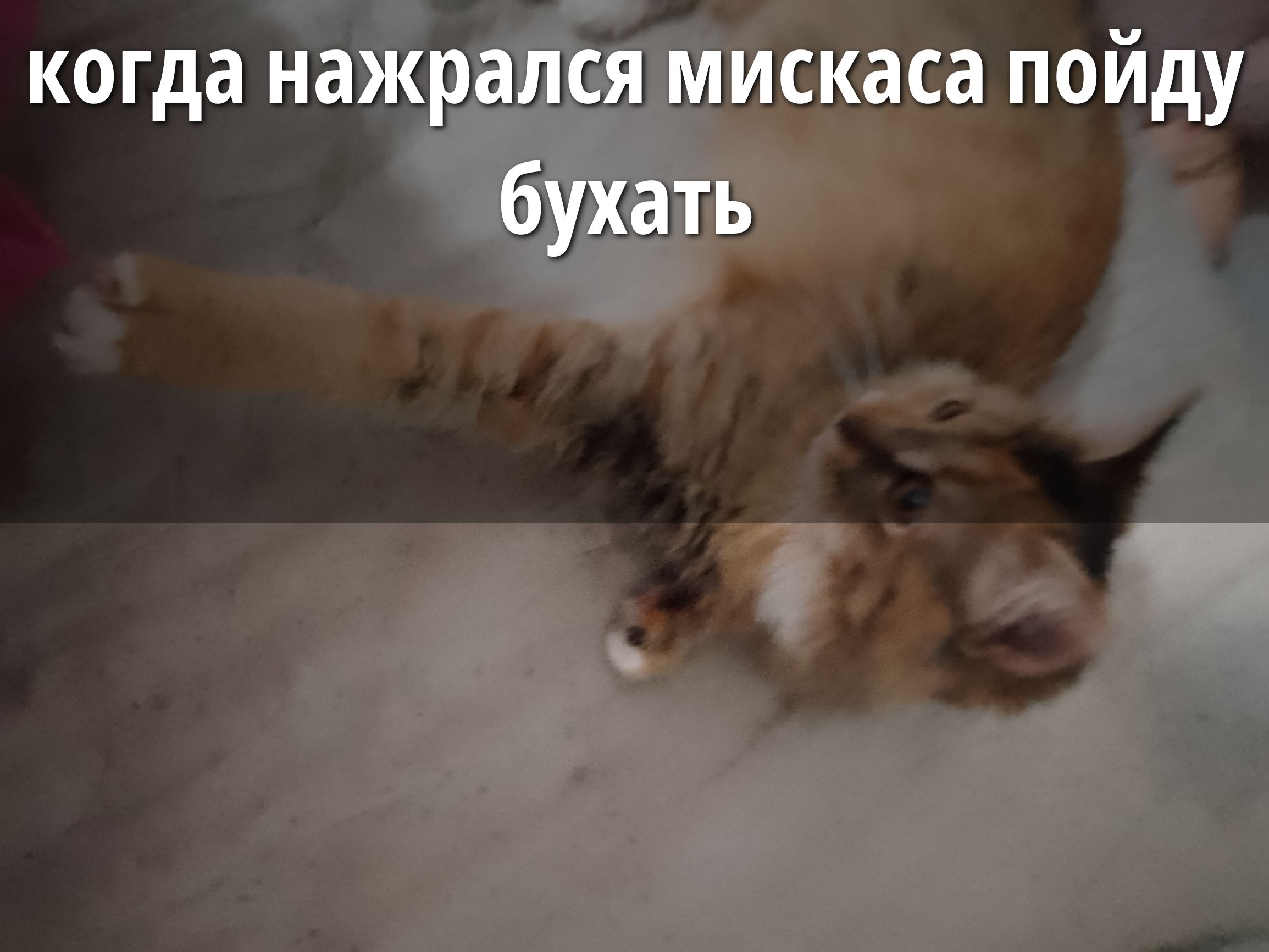 когда нажрался мискаса пойду бухать