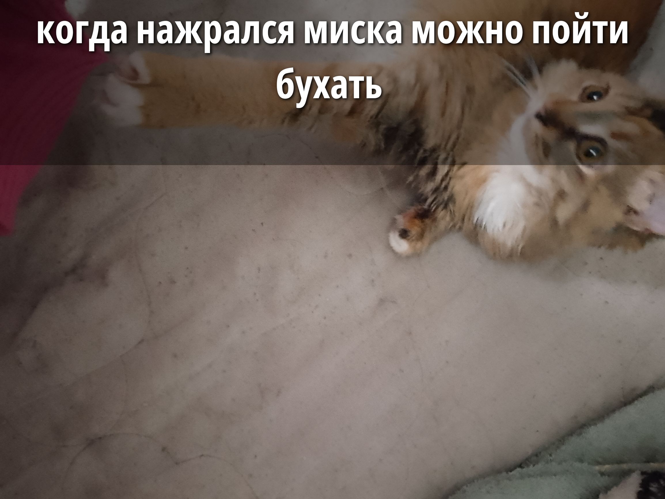 когда нажрался миска можно пойти бухать