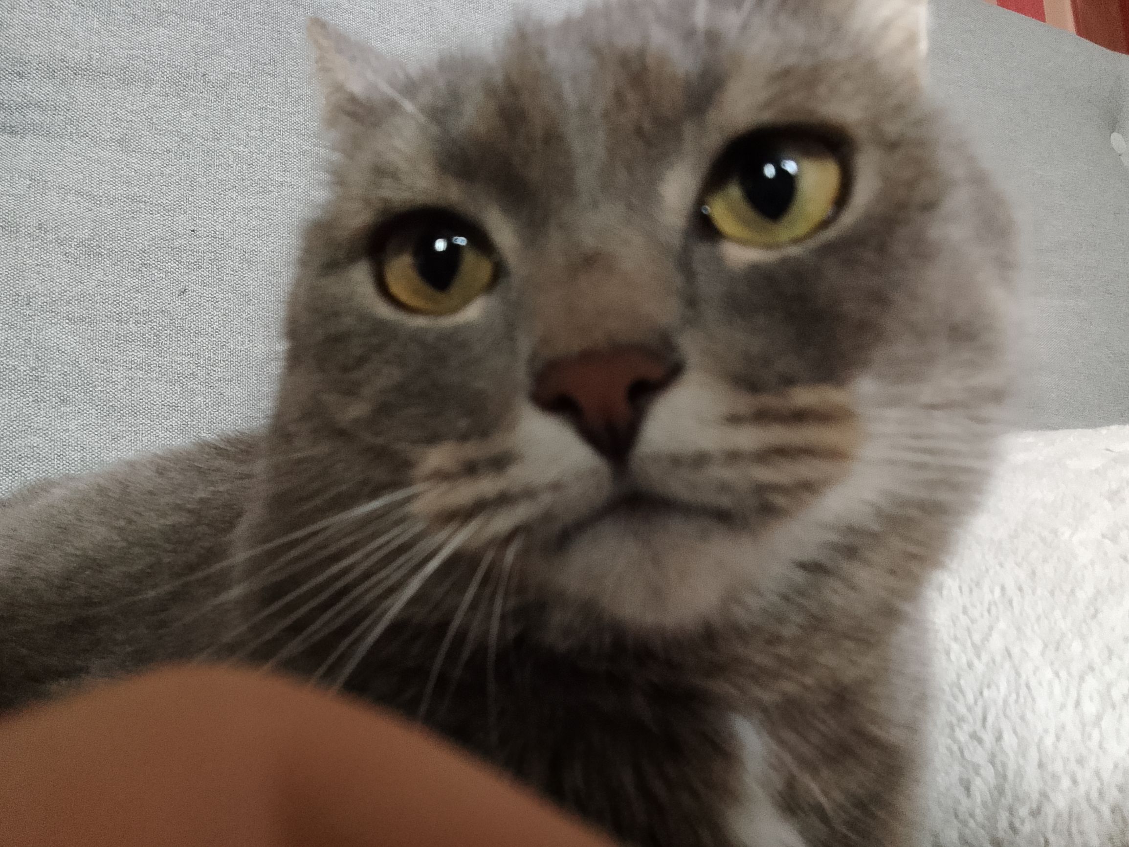 Крупный план серого кота с большими глазами