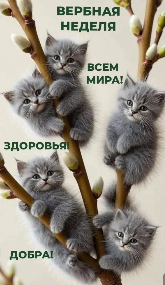 ВЕРБНАЯ НЕДЕЛЯ ВСЕМ МИРА! ЗДОРОВЬЯ! ДОБРА!