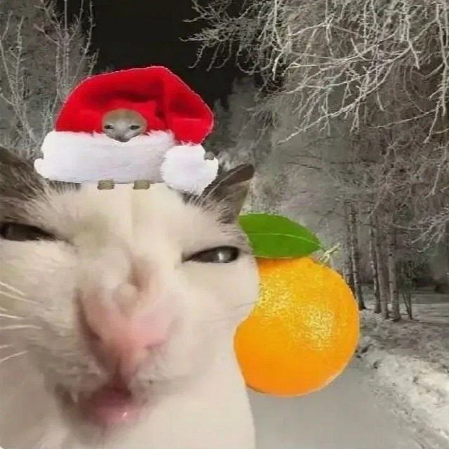 Кот в праздничной шапке Санта-Клауса на фоне зимней дороги