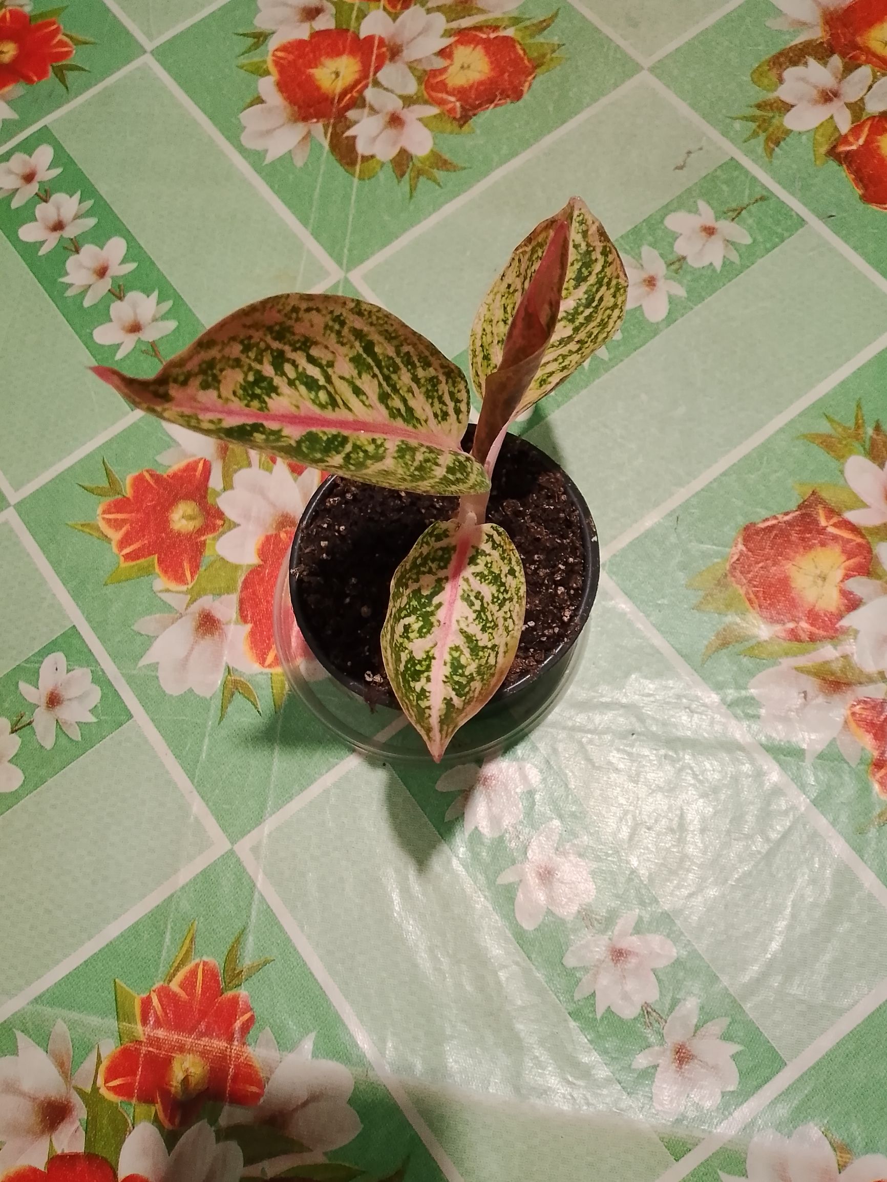 Маленькое растение с пестрыми листьями на клетчатой скатерти