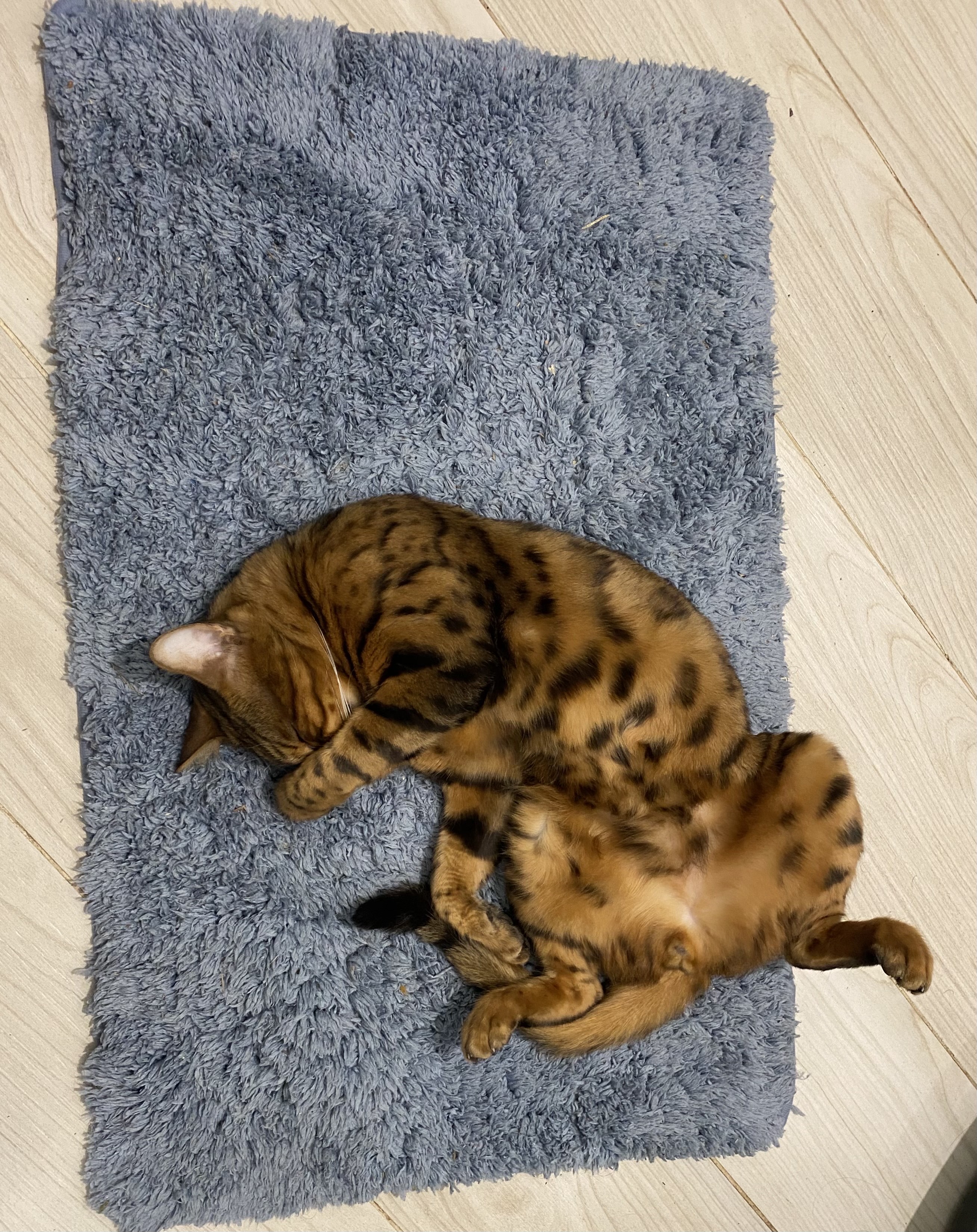 Бенгальский кот спит на сером коврике.