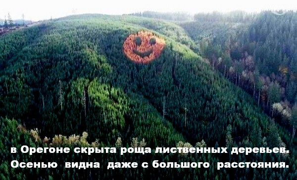 В Орегоне скрыта роща лиственных деревьев. Осенью видна даже с большого расстояния.