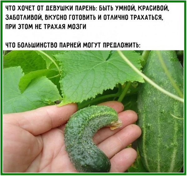 ЧТО ХОЧЕТ ОТ ДЕВУШКИ ПАРЕНЬ: БЫТЬ УМНОЙ, КРАСИВОЙ, ЗАБОТЛИВОЙ, ВКУСНО ГОТОВИТЬ И ОТЛИЧНО ТРАХАТЬСЯ, ПРИ ЭТОМ НЕ ТРАХАЯ МОЗГИ. ЧТО БОЛЬШИНСТВО ПАРНЕЙ МОГУТ ПРЕДЛОЖИТЬ: (изображение маленького огурца в руке)