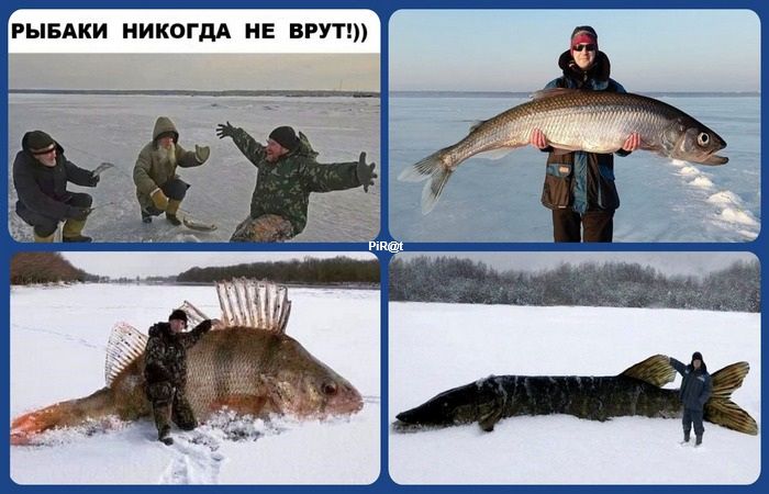 РЫБАКИ НИКОГДА НЕ ВРУТ!)) Коллаж из четырех изображений, где на верхнем левом снимке трое мужчин на льду, один из которых эмоционально жестикулирует, рассказывая о своем улове. Остальные три снимка показывают мужчин, позирующих с невероятно огромными, явно фотошопленными рыбами на заснеженном водоеме.