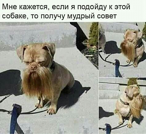Мне кажется если я подойду к этой собаке то попучу мудрый совет