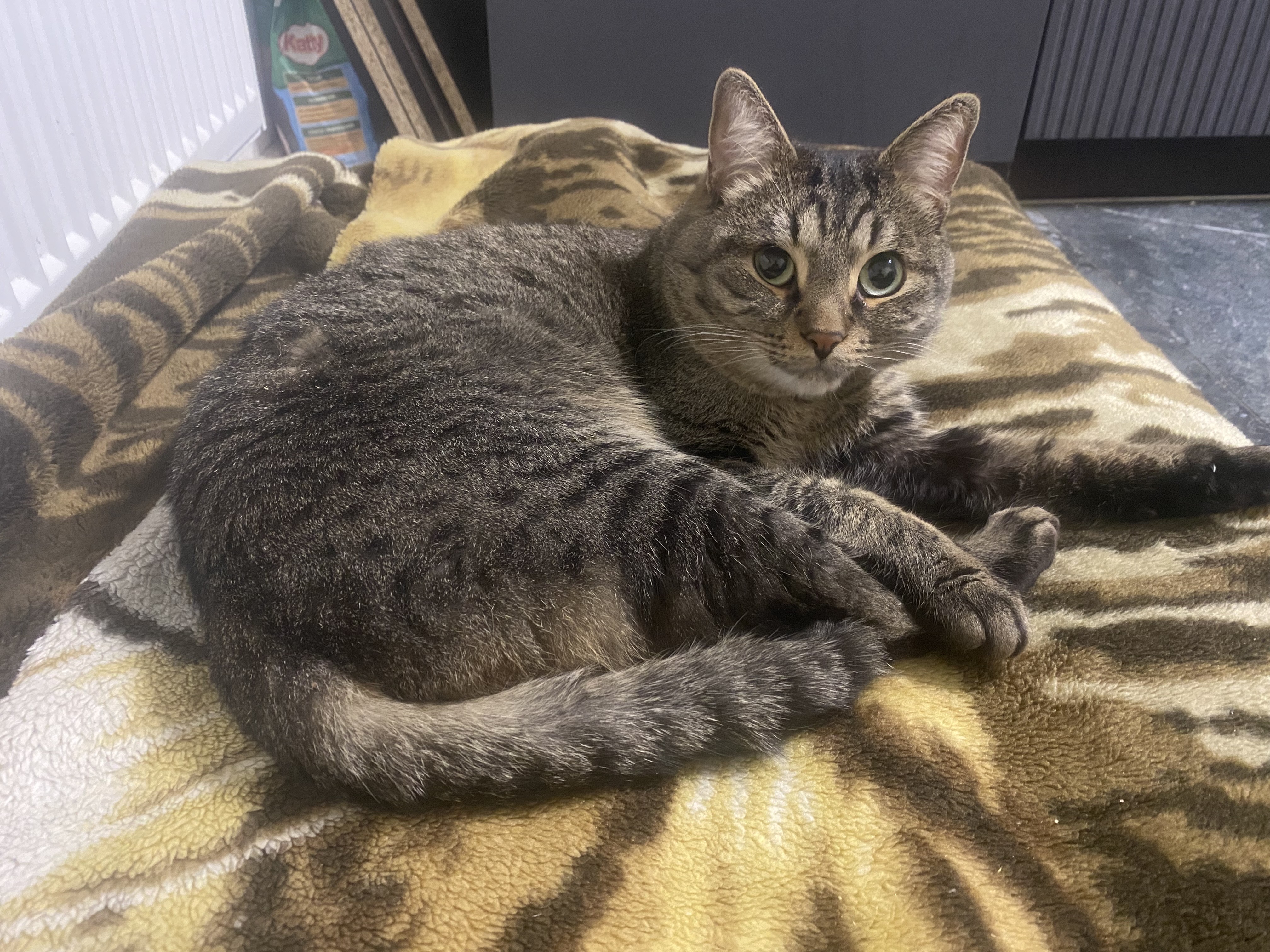 серый кот лежит на тигровом пледе