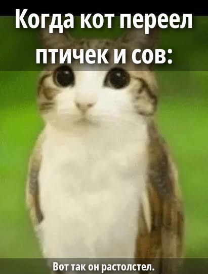 Когда кот переел птичек и сов:\n\nВот так он расстроен.