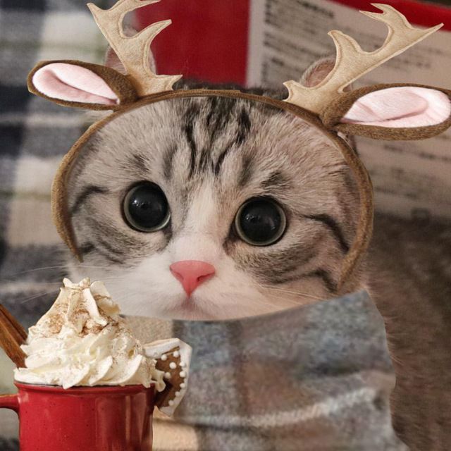 милый котёнок в ушках северного оленя возле торта