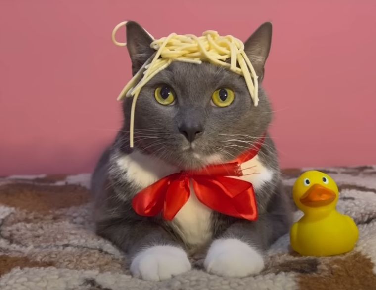 Кот с макаронами на голове и красным бантом рядом с игрушечной уткой