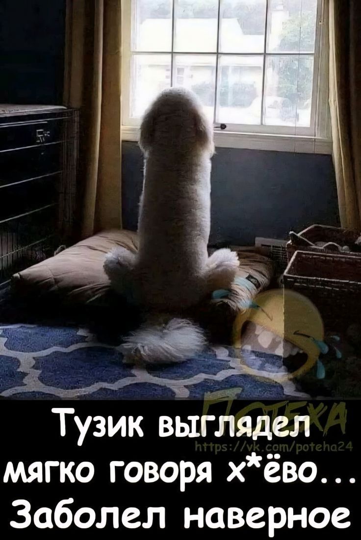 Тузик выглядел мягко говоря х*ёво... Заболел наверное