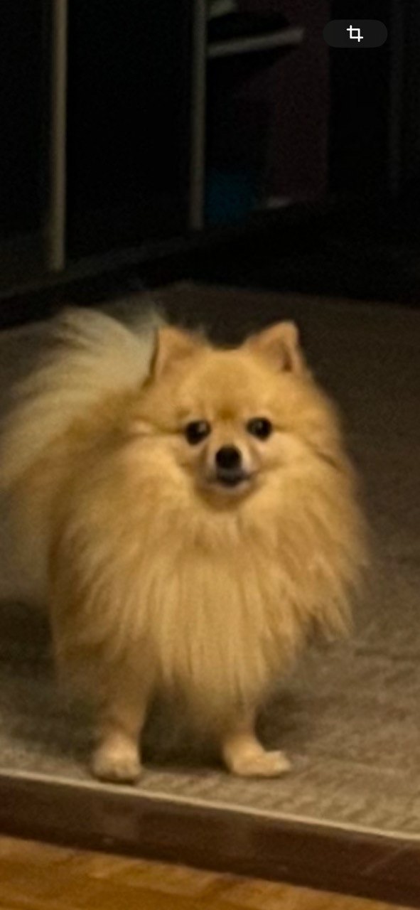 Пушистая собака породы шпиц ночью на улице.