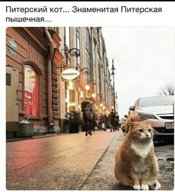 Питерский кот Знаменитая Питерская пышечная