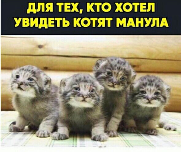 для ТЕХ КТО ХОТЕЛ УВИДЕТЬ КОТЯТ МАНУЛА