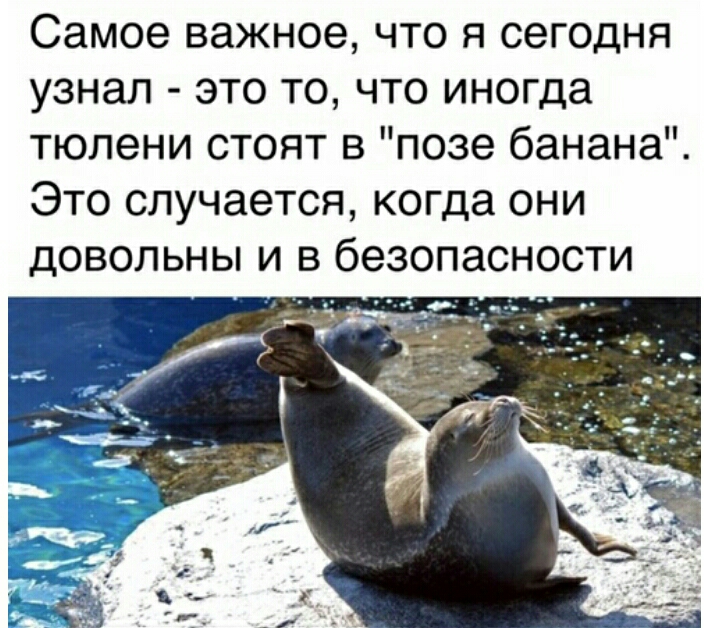 Самое важное что я сегодня узнал это то что иногда тюлени стоят в позе банана Это случается когда они довольны и в безопасности