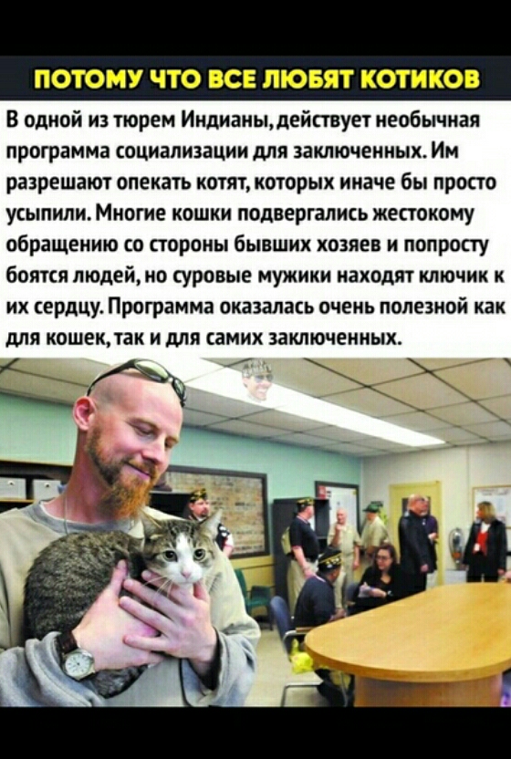 ПОТОМУ ЧТО ВСЕ ЛЮБЯТ КОГИКОВ В одной из тюрем Индианььдействует необычная программа социализации для заключенных Им разрешают опекать котят которых иначе бы просто усыпили Многие кошки подвергались жестокому обращению со стороны бывших хозяев и попросту боятся людейио суровые мужики находит ключик к их сердцу Программа оказалась очень полезной как для кошек так и для самих заключенных