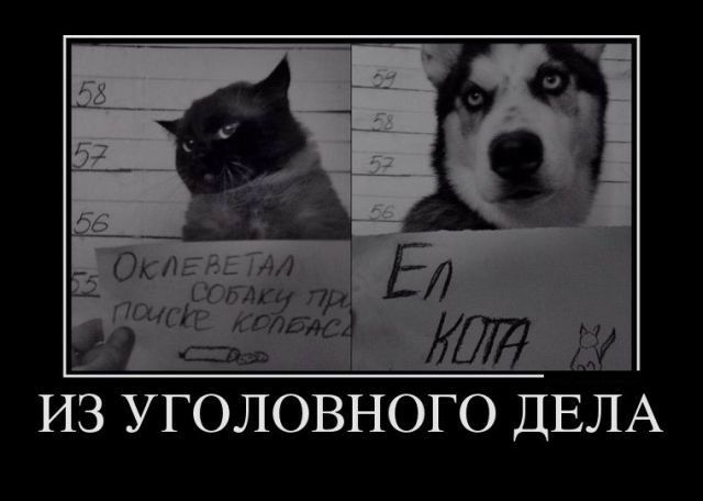 Оклеветал собаку при поиске колбасы. Ел кота. Из уголовного дела.
