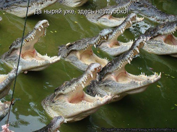 Да ныряй уже, здесь не глубоко!