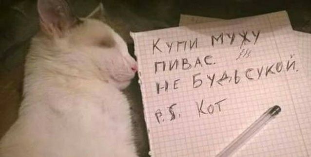 Купи мужу пивас. Не будь сукой. P.S. Кот