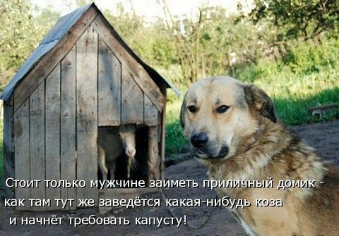 Стоит только мужчине заиметь приличный домик - как там тут же заведётся какая-нибудь коза и начнёт требовать капусту!