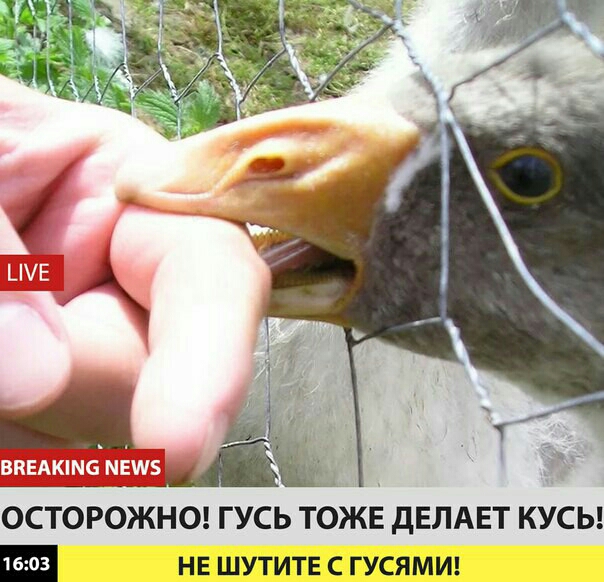 ОСТОРОЖНО ГУСЬ ТОЖЕ дЕЛАЕТ КУСЬ нг шутите с гусямиг