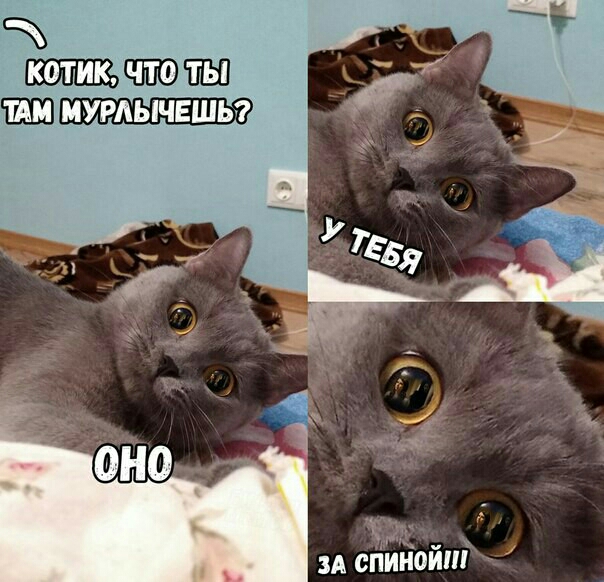 ШЭ ПШ мурлычвшьэ ЗА СПИНОЙШ