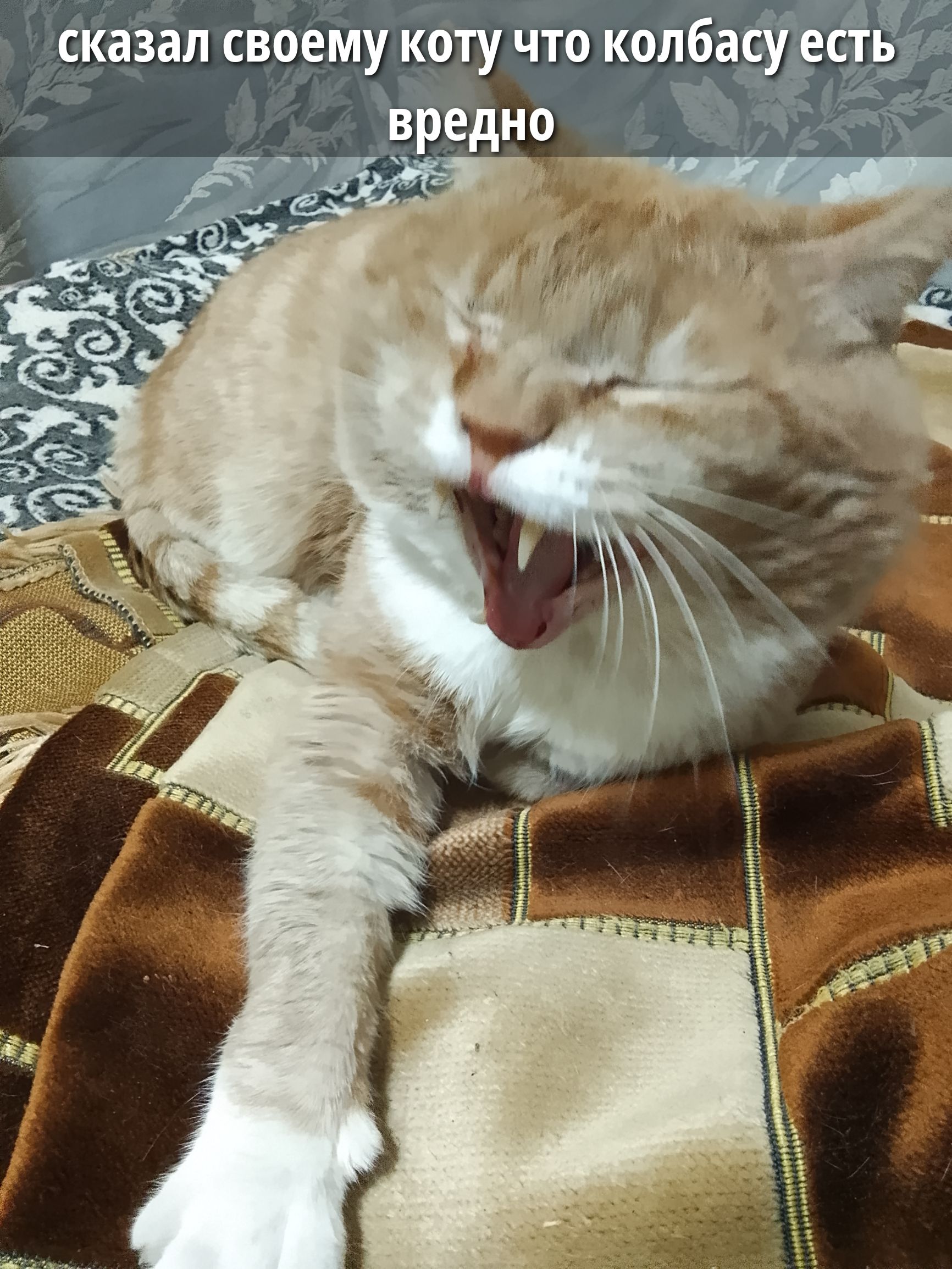сказал своему коту что колбасу есть вредно