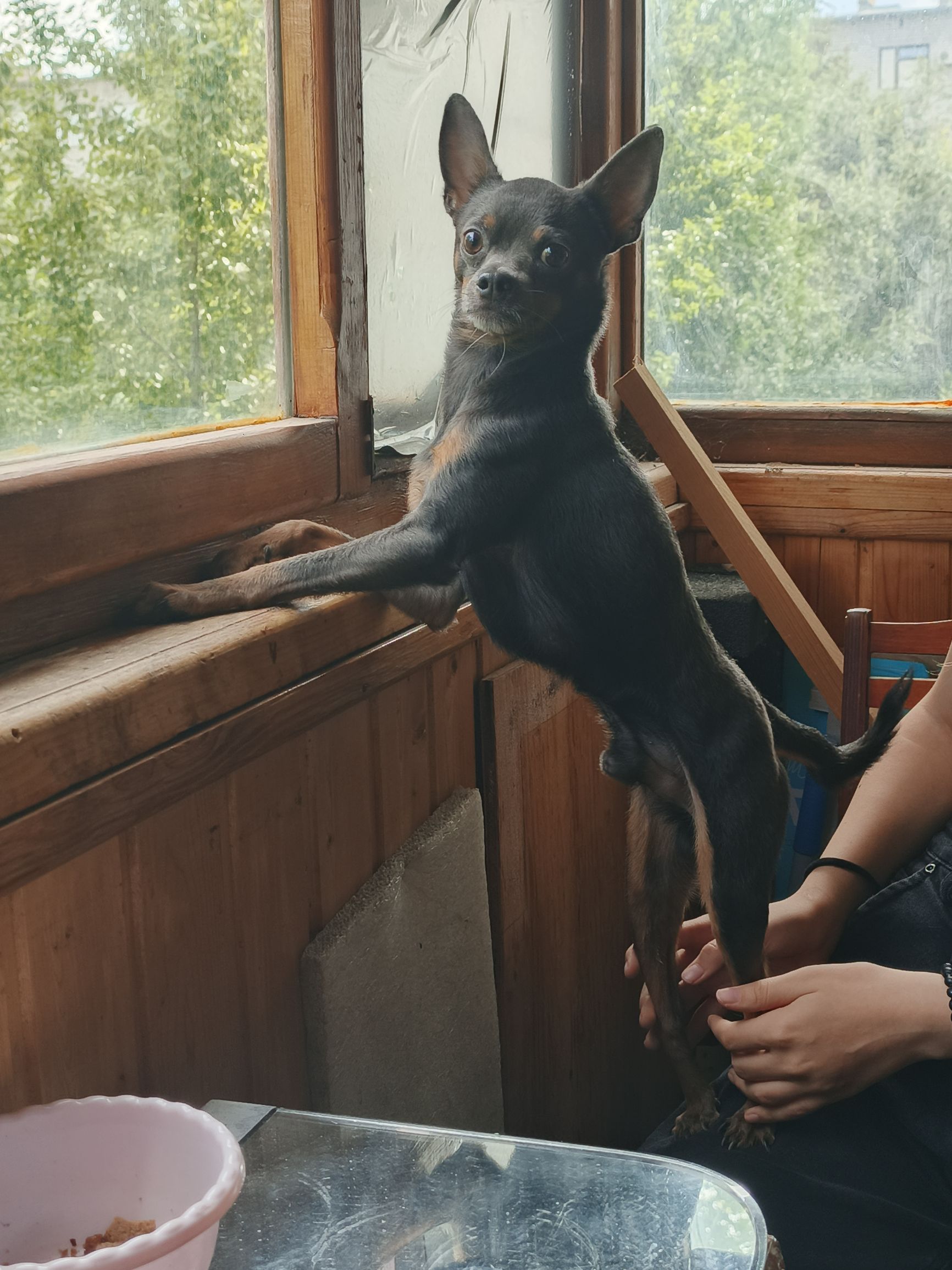 Маленькая черная собака стоит на задних лапах у окна в деревянном помещении, любопытно смотрит наружу.