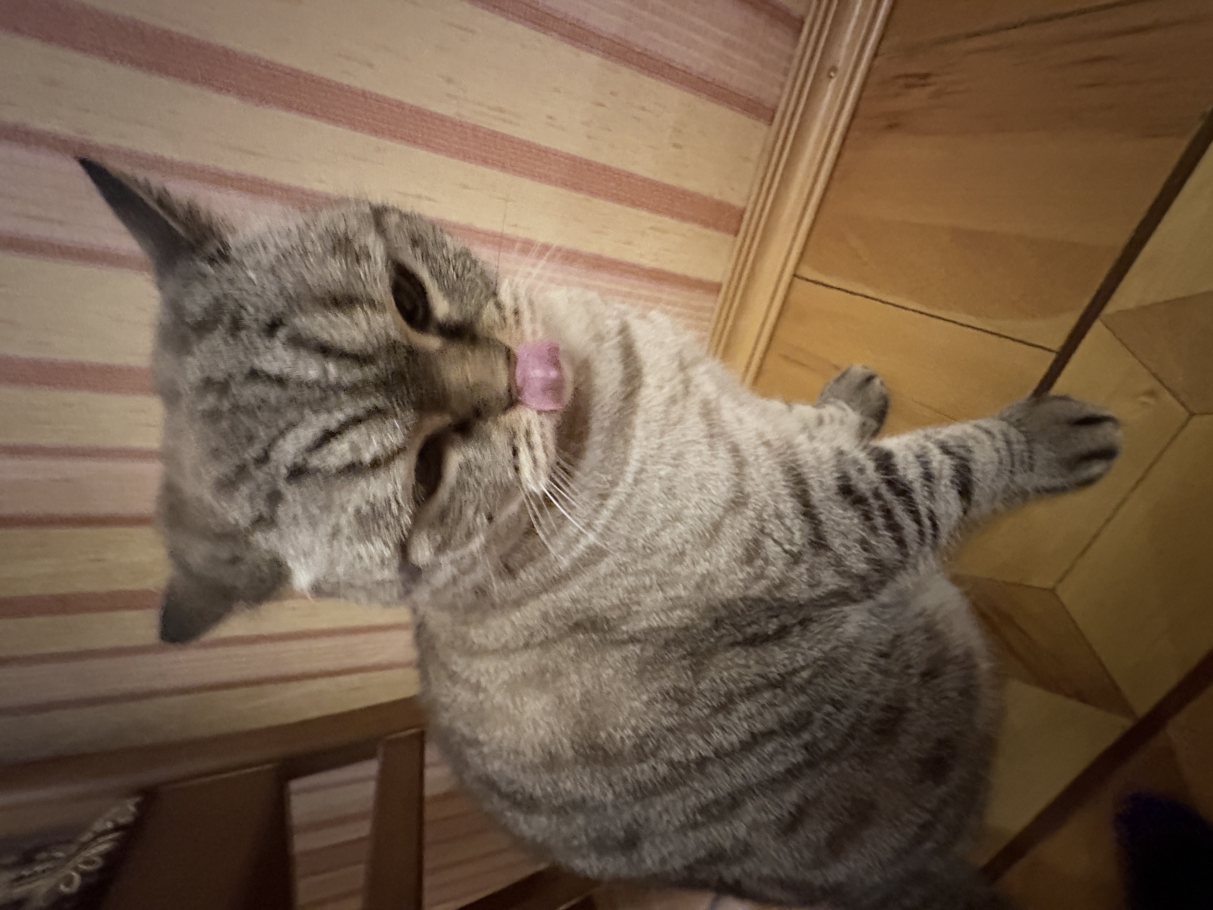 Котик с высунутым языком, забавное выражение лица