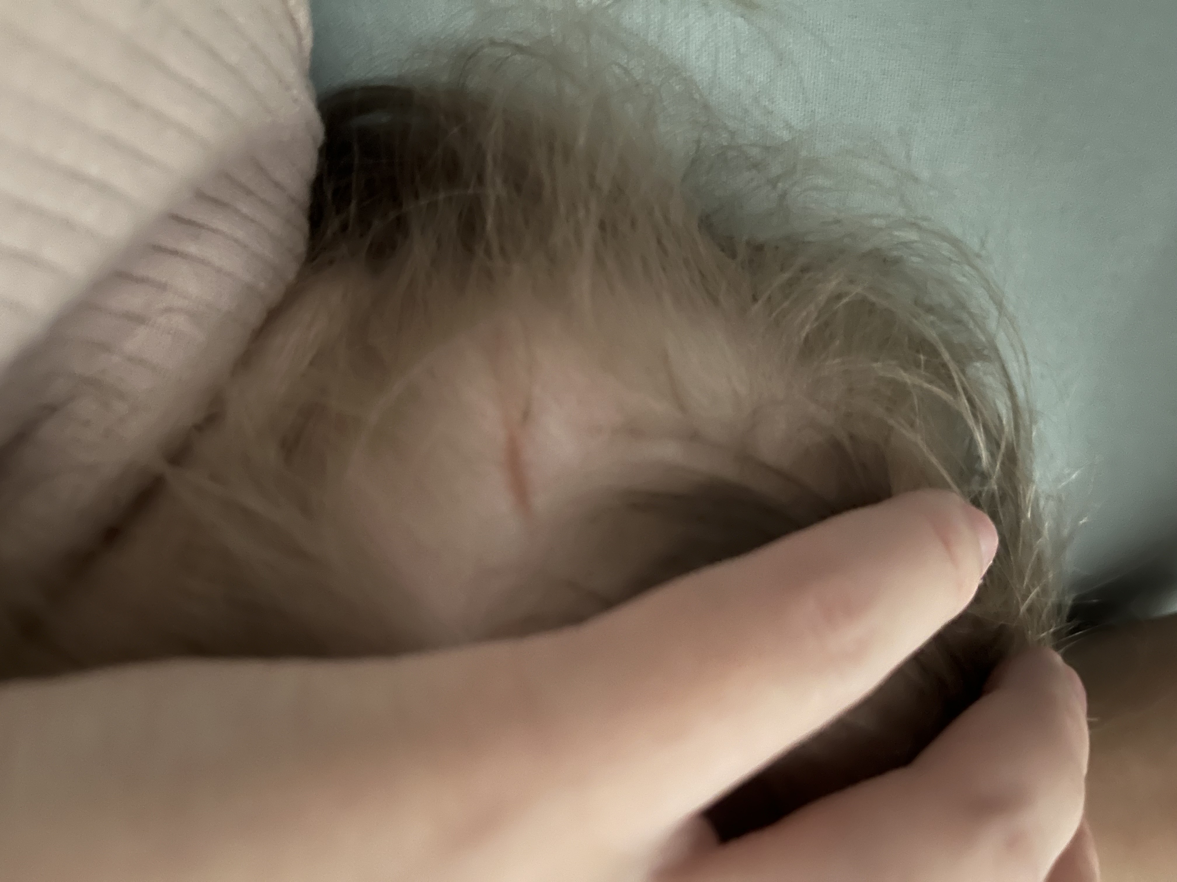 Крупный план головы ребенка, пальцами держат прядь волос около кожи головы.