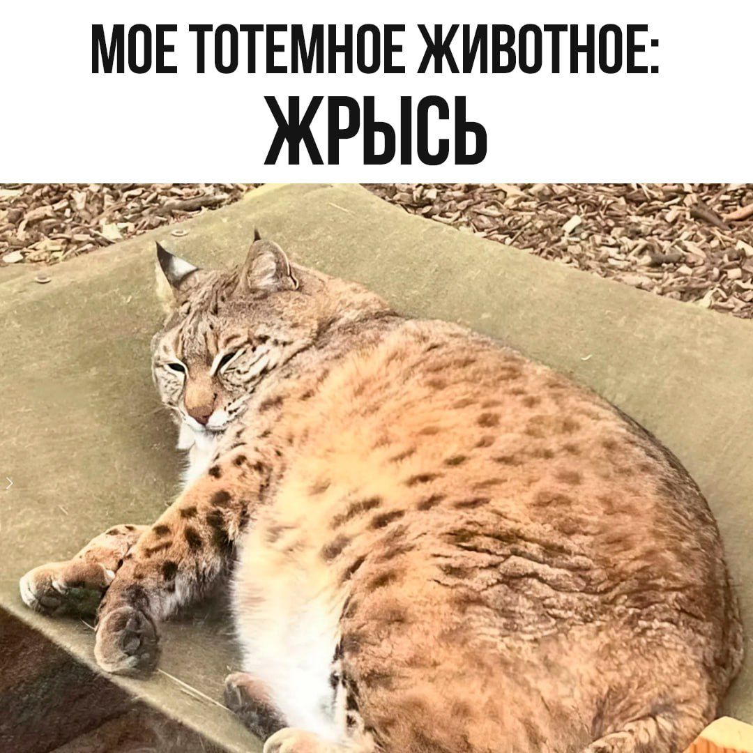 МОЕ ТОТЕМНОЕ ЖИВОТНОЕ: ЖРЫСЬ