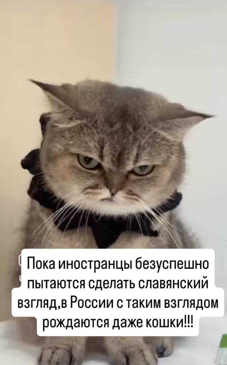 Пока иностранцы безуспешно пытаются сделать славянский взгляд, в России с таким взглядом рождаются даже кошки!!!