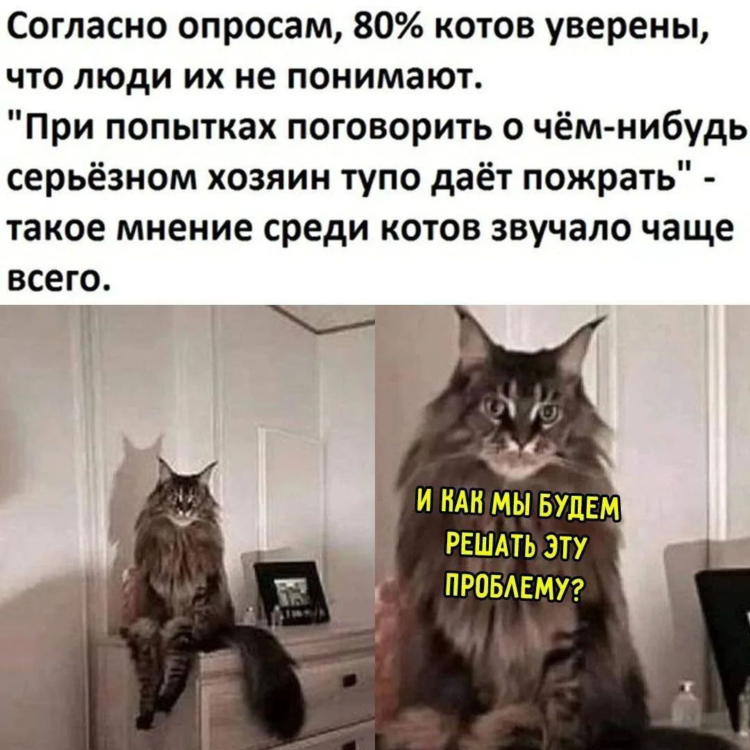 Согласно опросам, 80% котов уверены, что люди их не понимают. «При попытках поговорить о чём‑либо серьёзном хозяин тупо даёт пожрать» — такое мнение среди котов звучало чаще всего. И как мы будем решать эту проблему?