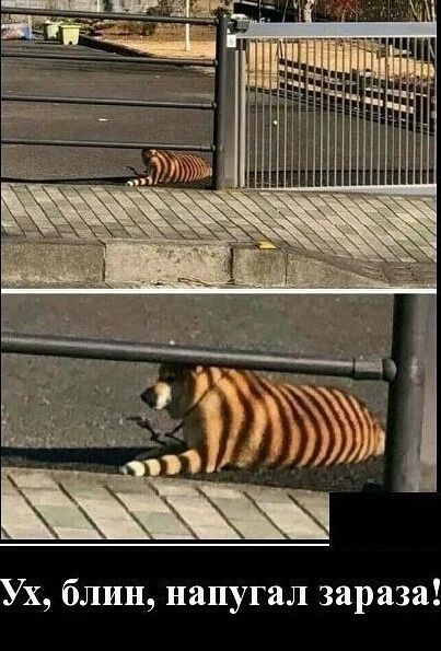 Ух, блин, напугал зараза!